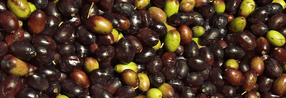 olive italiane di qualità