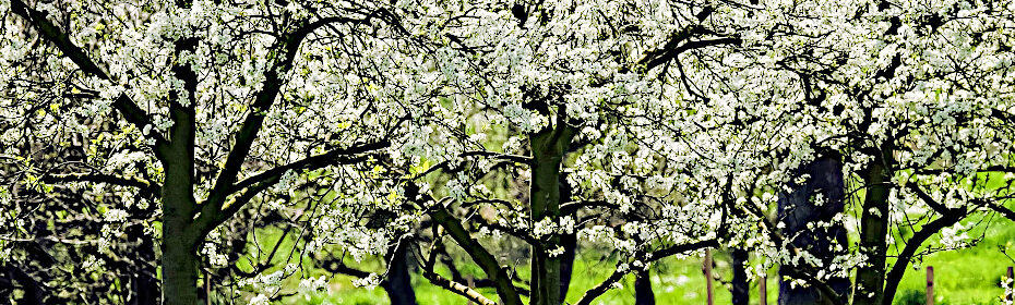 frutteto in fiore
